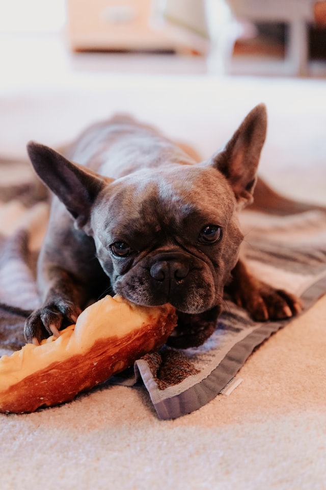Przy żywieniu psów ważne są również naturalne gryzaki zawierające zazwyczaj dużą ilość kolagenu. 