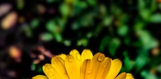 Nagietek lekarski jest popularnym kwiatem na herbaty kwiatowe.