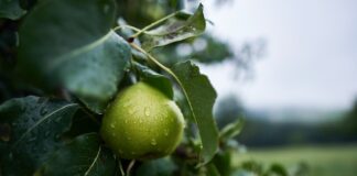 Jakie są korzyści dla zdrowia z jedzenia owoców zebranych z drzew owocowych