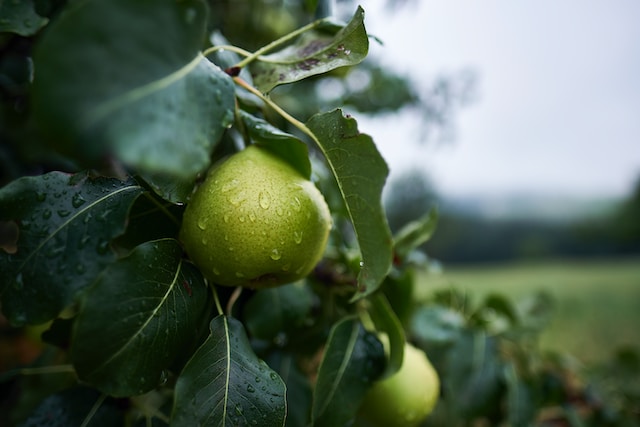 Jakie są korzyści dla zdrowia z jedzenia owoców zebranych z drzew owocowych