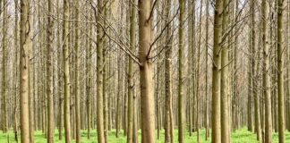 Najlepsze drzewa liściaste do sadzenia w Polsce