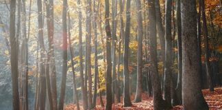 Drzewa liściaste i ich wpływ na zdrowie człowieka