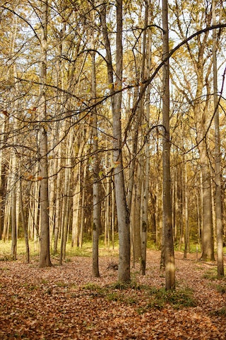 Drzewa liściaste w lesie - jakie gatunki występują i jak je rozpoznać?