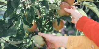 Kiedy i jak zbierać owoce z drzew owocowych, aby były najsmaczniejsze i najzdrowsze