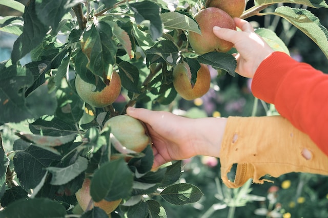 Kiedy i jak zbierać owoce z drzew owocowych, aby były najsmaczniejsze i najzdrowsze