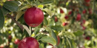 Najpopularniejsze odmiany drzew owocowych w Polsce i ich cechy charakterystyczne