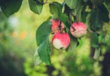 Jak wykorzystać owoce zebranych z drzew owocowych do stworzenia pięknych i smacznych dekoracji do domu lub ogrodu