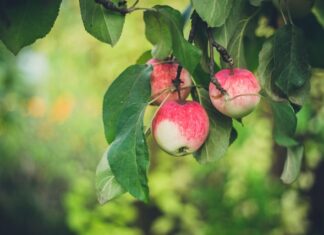 Jak wykorzystać owoce zebranych z drzew owocowych do stworzenia pięknych i smacznych dekoracji do domu lub ogrodu