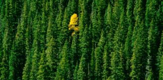 Zalety drzew iglastych - W jaki sposób drzewa iglaste przyczyniają się do ekosystemu i życia ludzi?