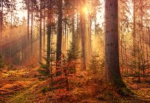 Najpopularniejsze gatunki drzew iglastych w Polsce