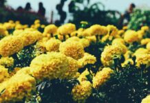 Kwiaty jednoroczne - jak je pielęgnować