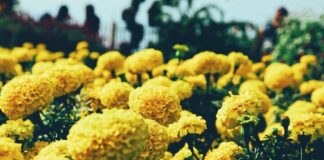 Kwiaty jednoroczne - jak je pielęgnować