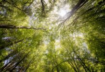 Ochrona lasów iglastych: analiza zagrożeń dla lasów iglastych i sposoby na ich ochronę