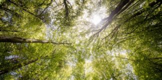 Ochrona lasów iglastych: analiza zagrożeń dla lasów iglastych i sposoby na ich ochronę