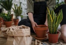 Jak Rozmnażać Rośliny Domowe przez Sadzonki