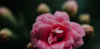 Jakie kwiaty jednoroczne posadzić w ogrodzie, aby cieszyć się nimi przez całe lato