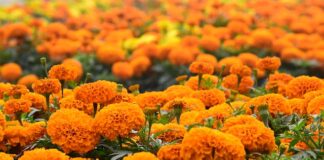 Jakie są najnowsze trendy w aranżacji ogrodów z wykorzystaniem kwiatów jednorocznych