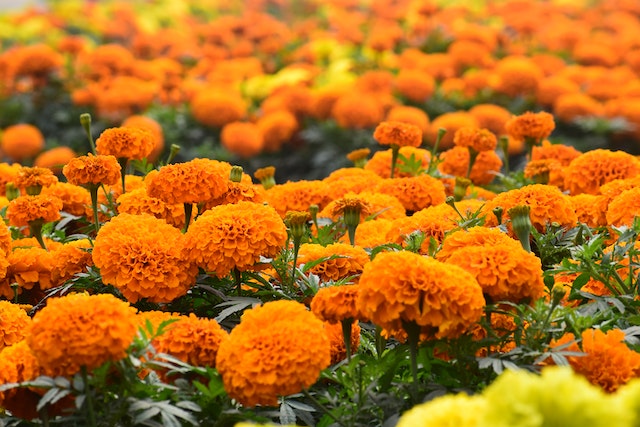 Jakie są najnowsze trendy w aranżacji ogrodów z wykorzystaniem kwiatów jednorocznych