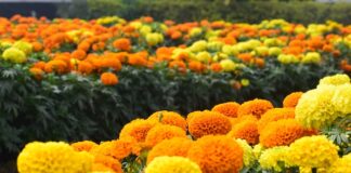 Kwiaty jednoroczne - jak je przycinać i formować, aby zyskały piękny kształt