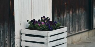 Jakie kwiaty jednoroczne sadzić w cieniu