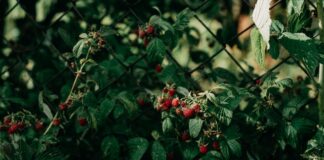 Najlepsze gatunki krzewów owocowych na polskie ogrody