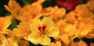 Jakie kwiaty jednoroczne sadzić na rabatach i w ogrodach skalnych
