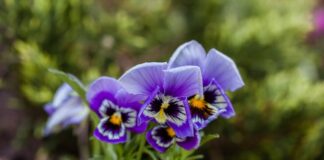 Jakie są najpopularniejsze gatunki kwiatów jednorocznych w Polsce