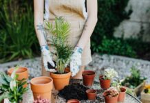 Krok po kroku: jak zasadzić rośliny ogrodowe w donicach