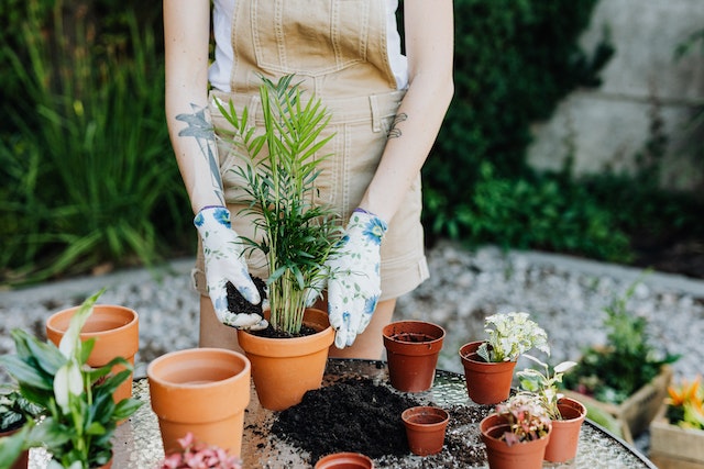 Krok po kroku: jak zasadzić rośliny ogrodowe w donicach