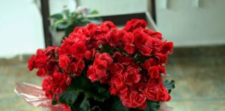 Odmiany kwiatów jednorocznych