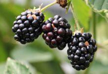 Jak zapobiegać chorobom i szkodnikom krzewów owocowych