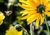Kwiaty wieloletnie dla pszczół i innych owadów zapylających