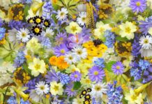 Jak stworzyć kolorowy i zróżnicowany ogród z kwiatami wieloletnimi