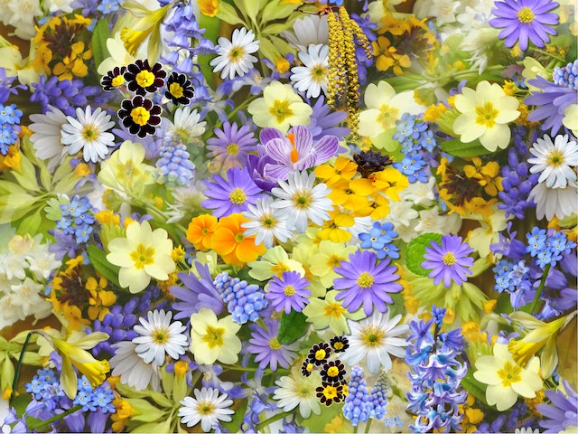 Jak stworzyć kolorowy i zróżnicowany ogród z kwiatami wieloletnimi