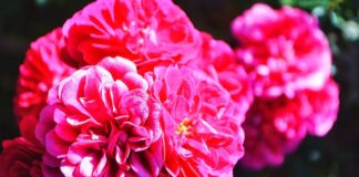 Jak zapobiegać chorobom i szkodnikom kwiatów wieloletnich