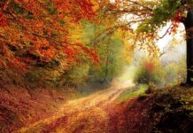 Czym obsadzić ścieżkę do domu? Czym obsadzić ścieżkę do domu?