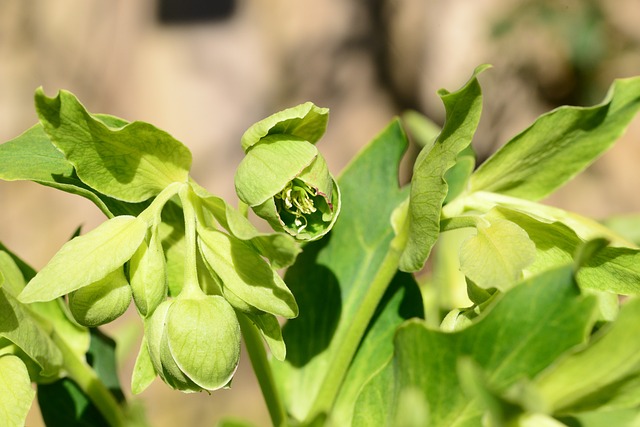 Czy gnojówka z pokrzywy może się zepsuć? Czy gnojówka z pokrzywy może się zepsuć?