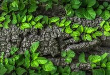 Gdzie Kora miała dom?