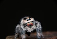 Jaki materiał tapicerski wybrać?