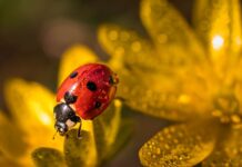Ile kosztuje flower box? Ile kosztuje flower box?