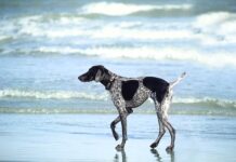 Ile czasu moczyć gąbkę florystyczną?