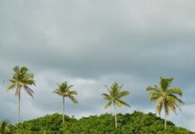 Co posadzić pod oknami domu?