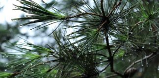 Jaki bagażnik rowerowy na tylną klapę?