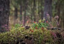 Czy to prawda że wrzosy przynoszą nieszczęście? Czy to prawda że wrzosy przynoszą nieszczęście?